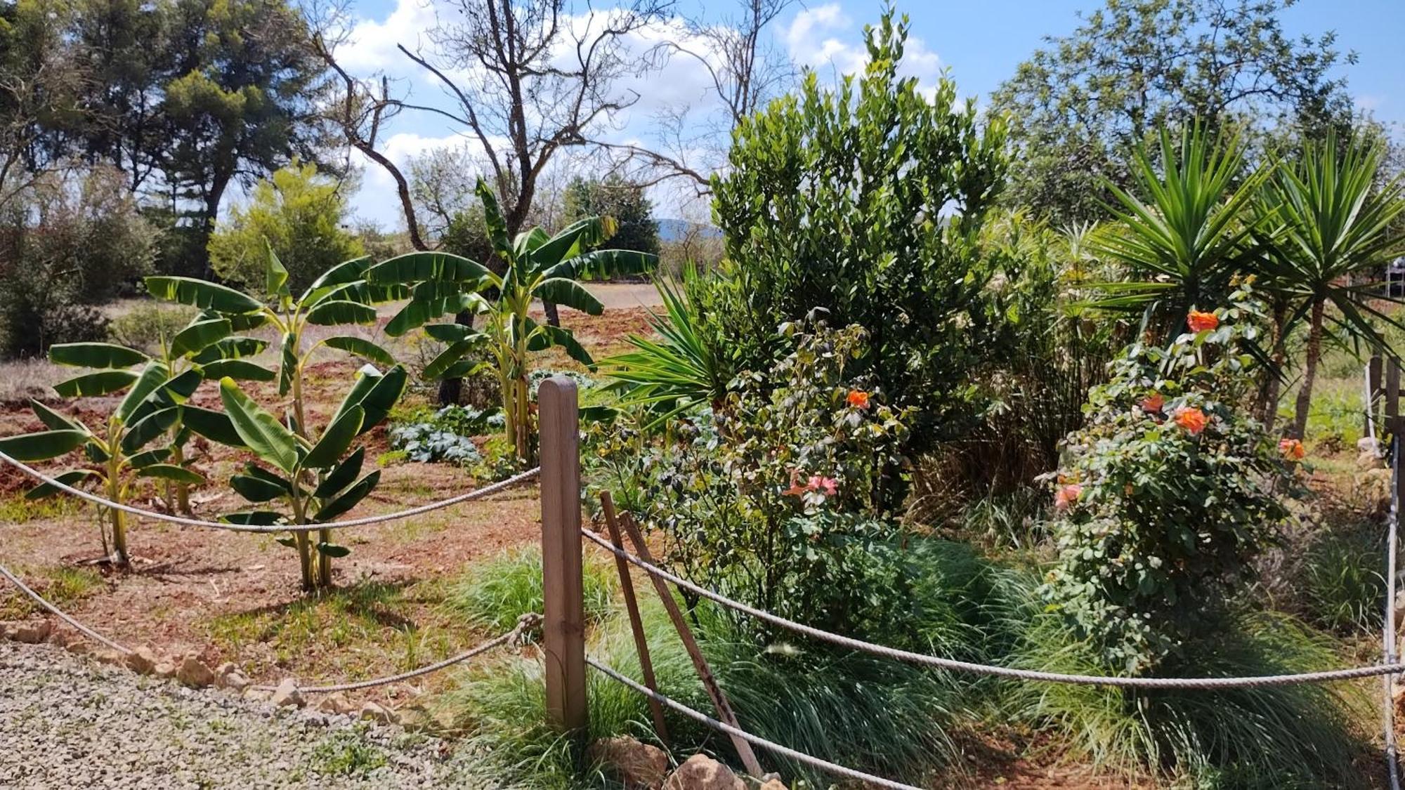 Casa Morna Ibiza Séjour à la ferme Sant Carles de Peralta